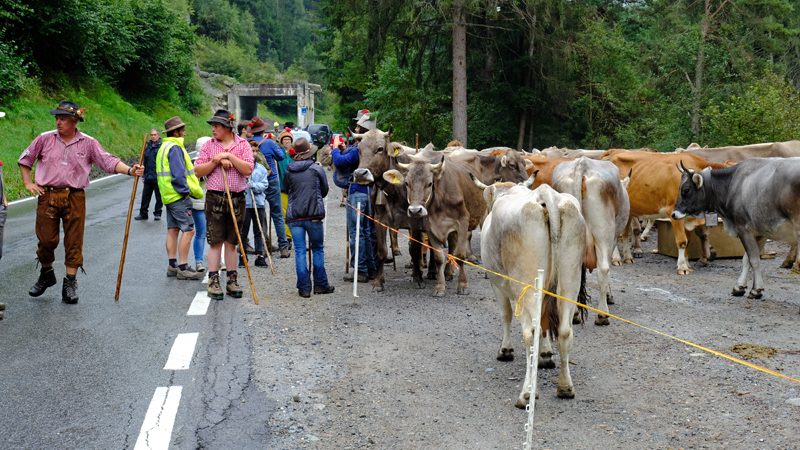 2017-09-09_110820 trentino-suedtirol-2017.jpg - Almabtrieb nach Prad